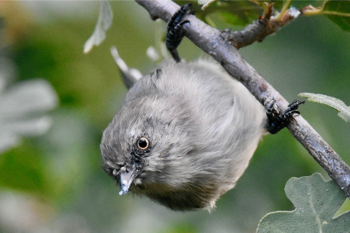 Bushtit - George Gibbs