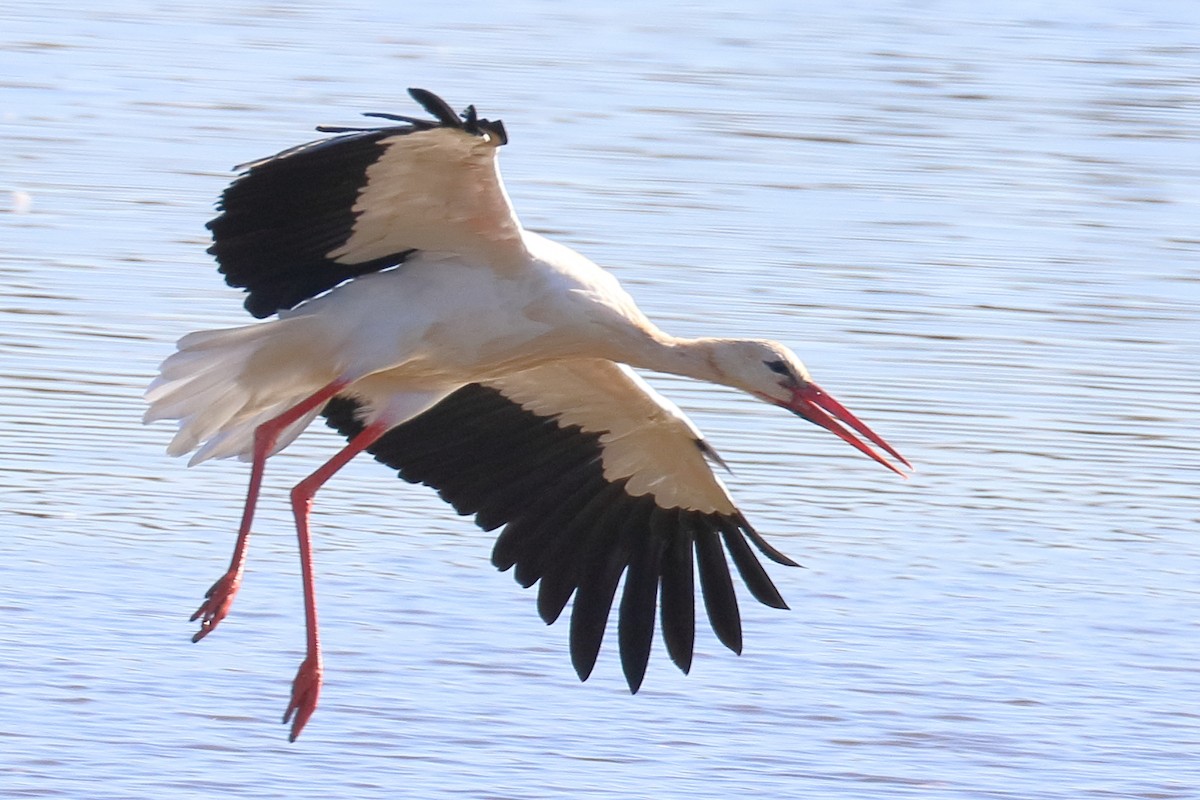 White Stork - Bruce Kerr