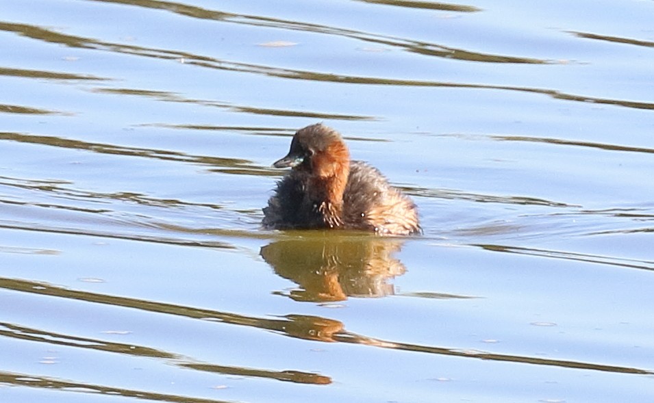 Little Grebe - ML380659631