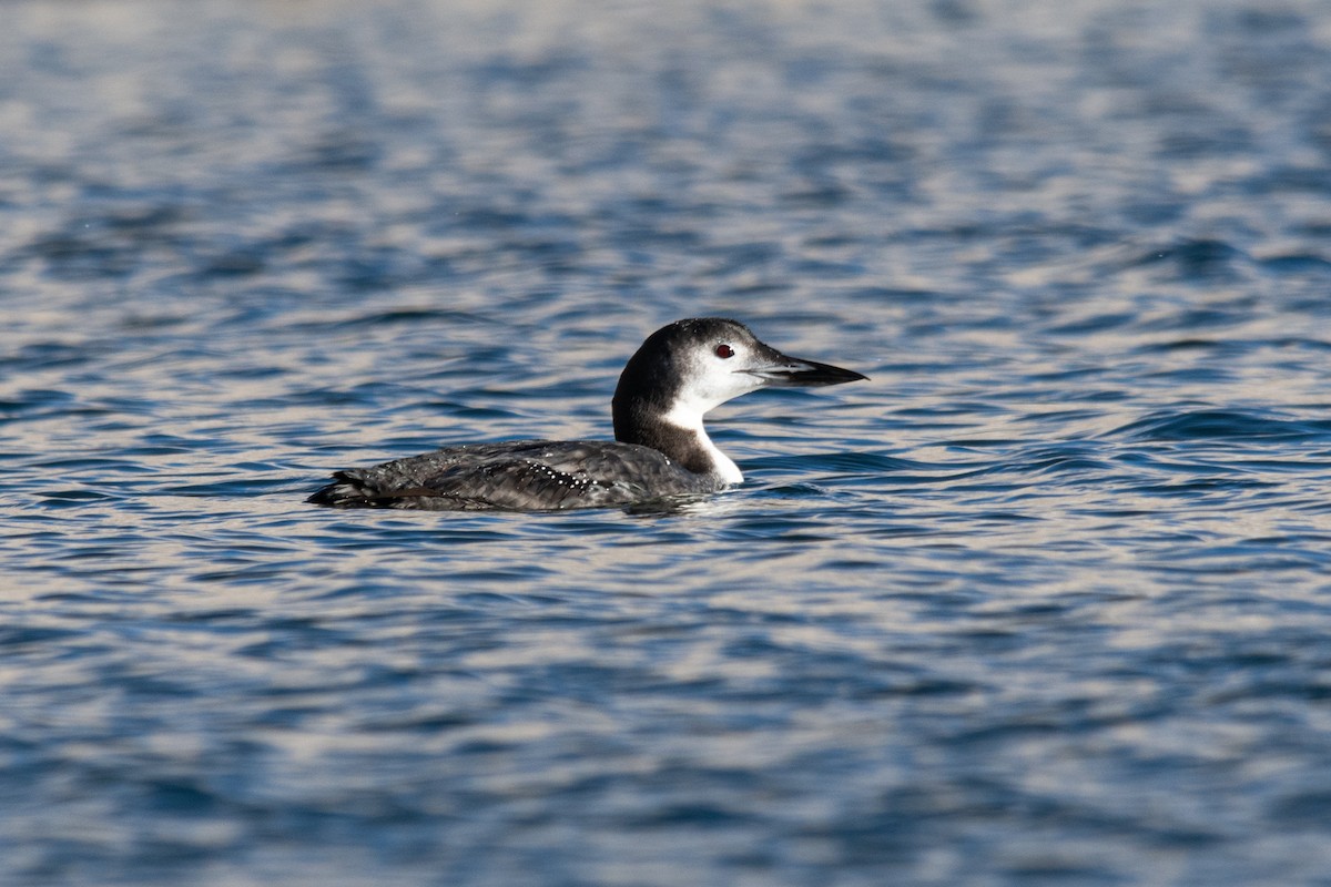 Common Loon - ML380660281