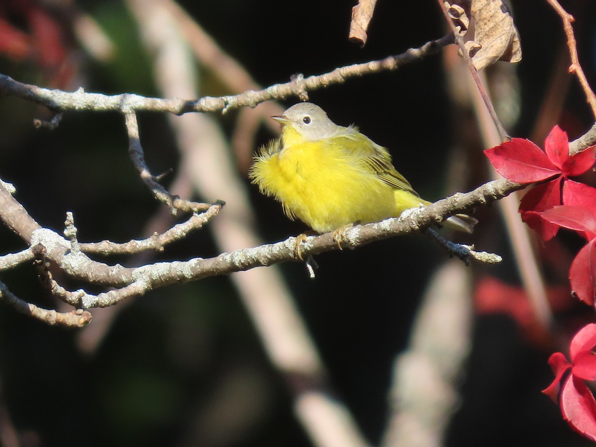 Nashville Warbler - ML380661101