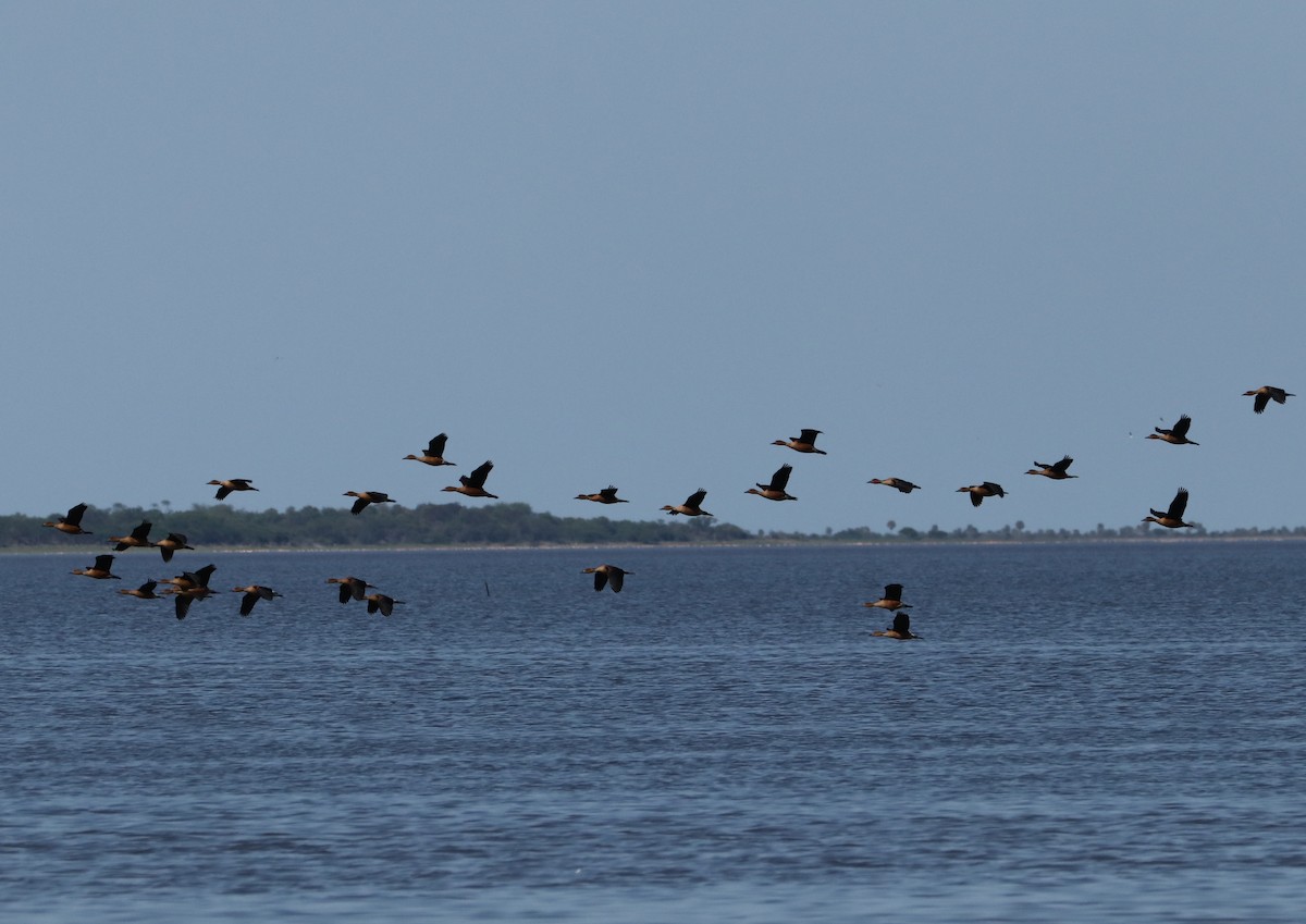 Fulvous Whistling-Duck - ML380663161