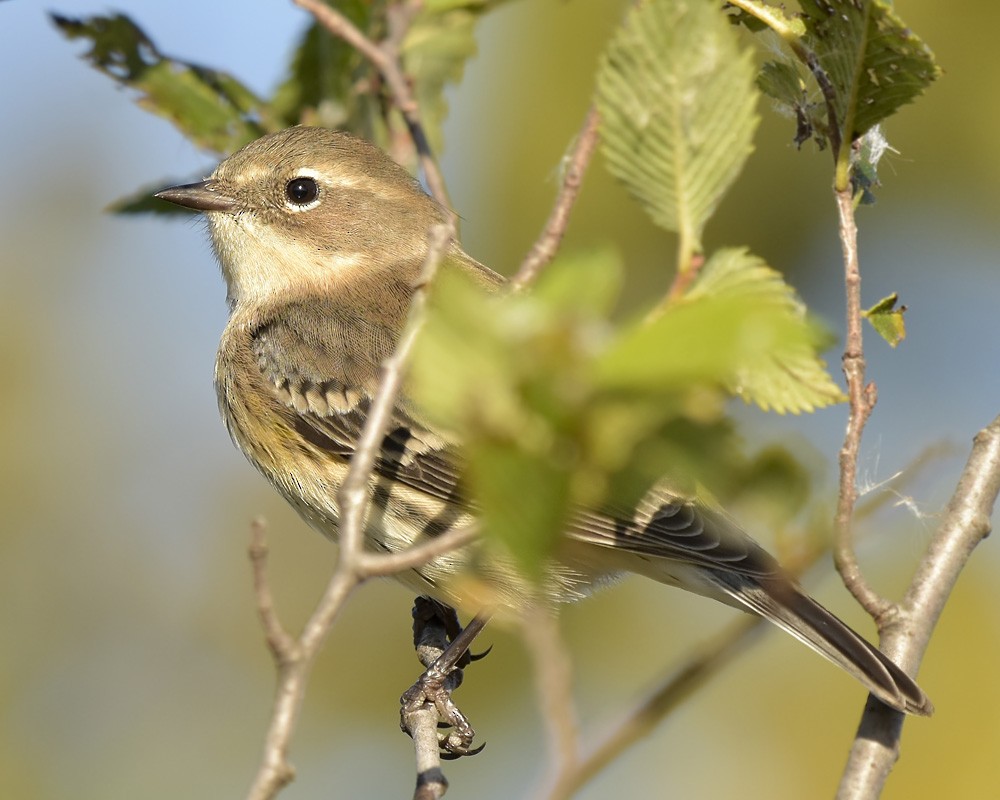 Yellow-rumped Warbler - ML380663851