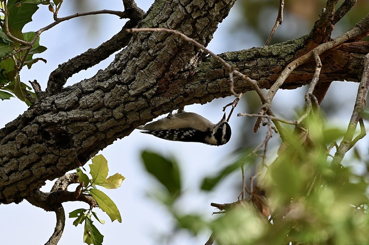 Downy Woodpecker - ML380664191