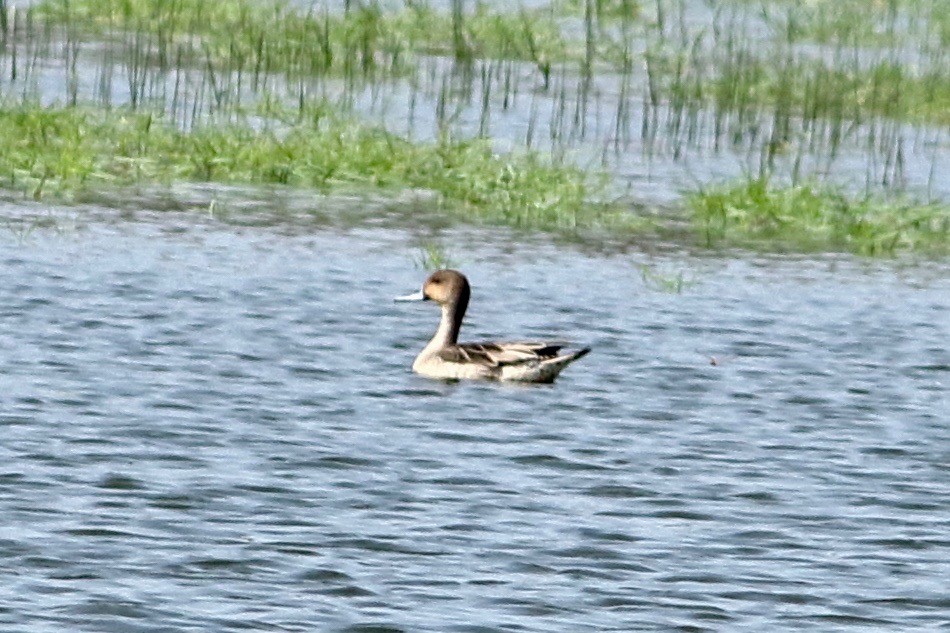 Northern Pintail - Ains Priestman