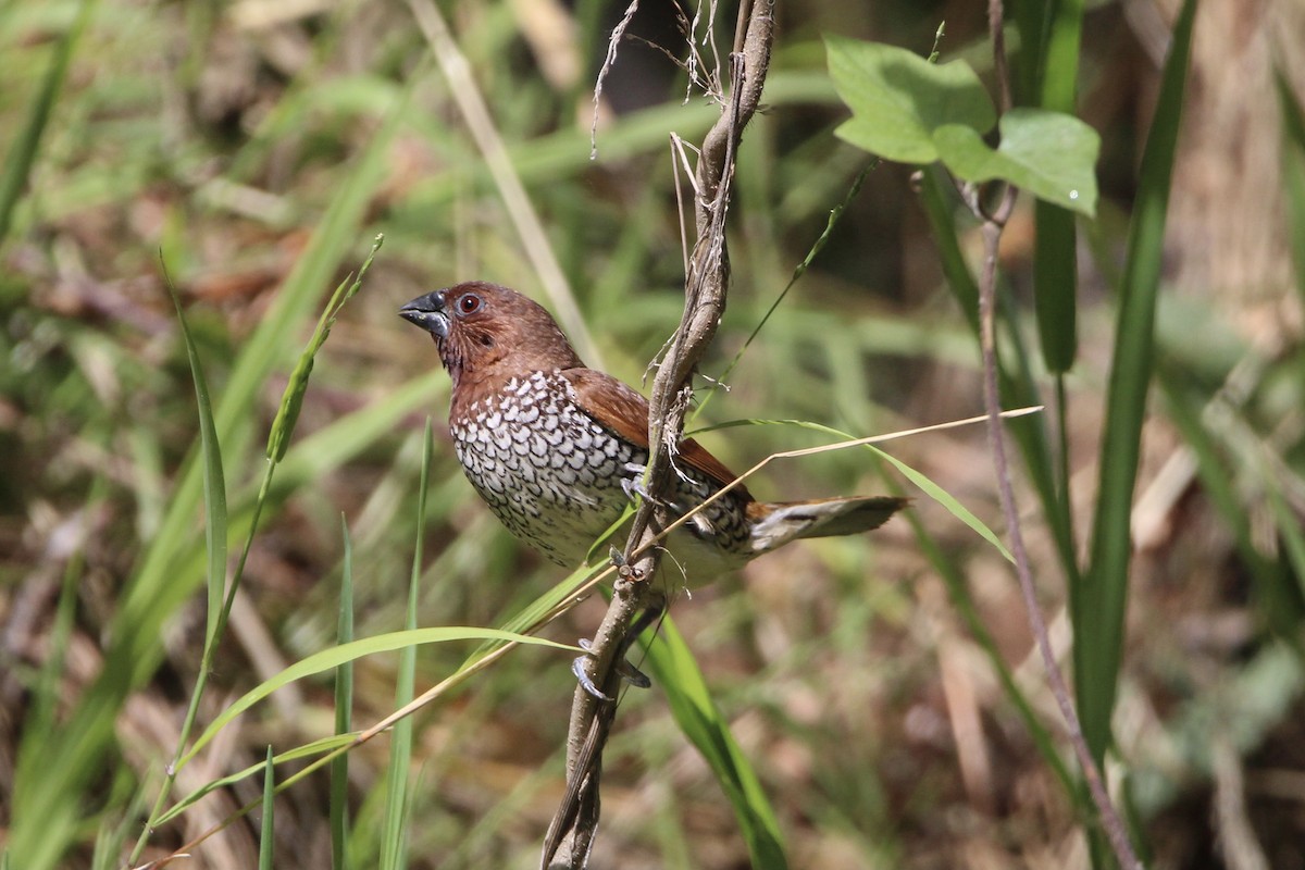 Scaly-breasted Munia - ML380665471