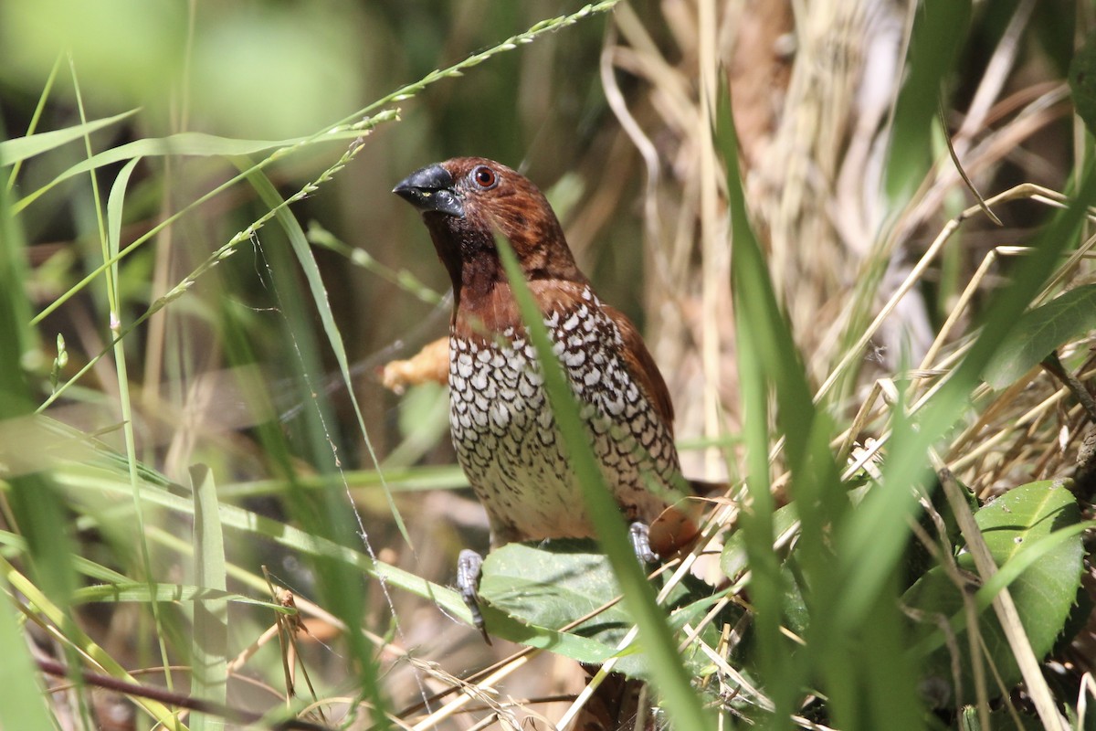 Scaly-breasted Munia - ML380665481