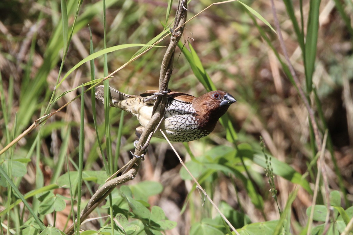 Scaly-breasted Munia - ML380665491