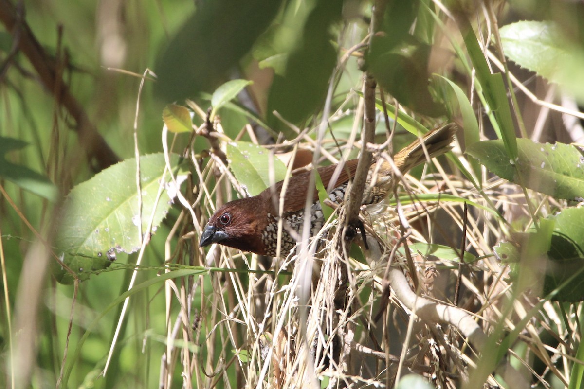 Scaly-breasted Munia - ML380665511