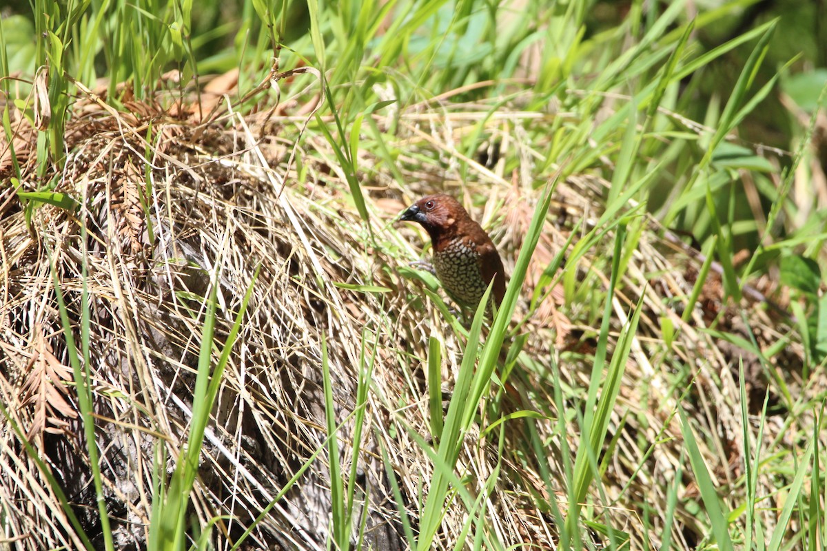 Scaly-breasted Munia - ML380665551