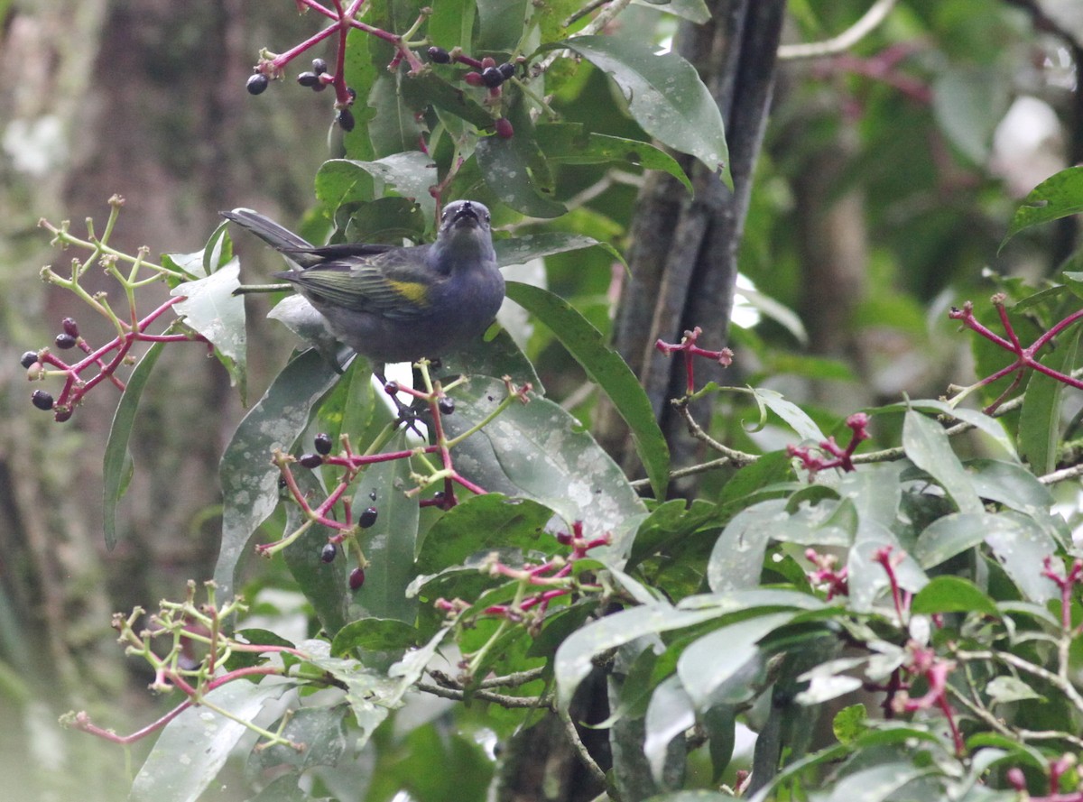 Golden-chevroned Tanager - ML38066771