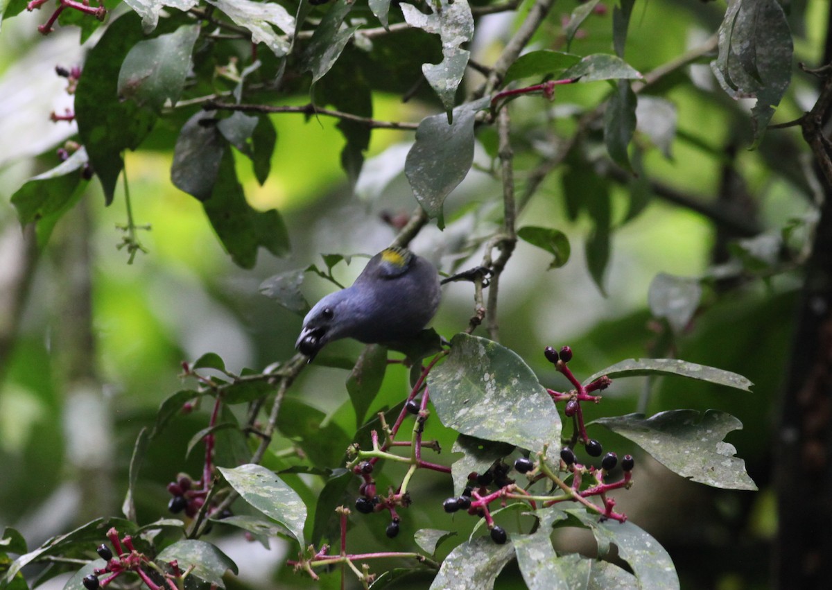 Golden-chevroned Tanager - Scott (瑞興) LIN(林)