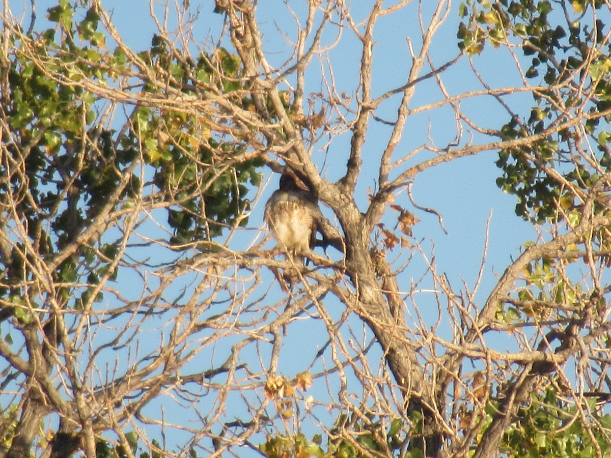 Red-tailed Hawk - ML380668001