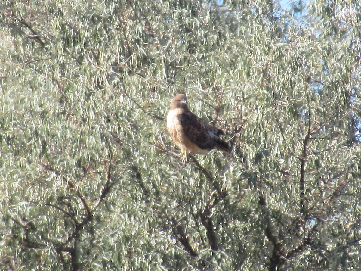 Red-tailed Hawk - Felice  Lyons