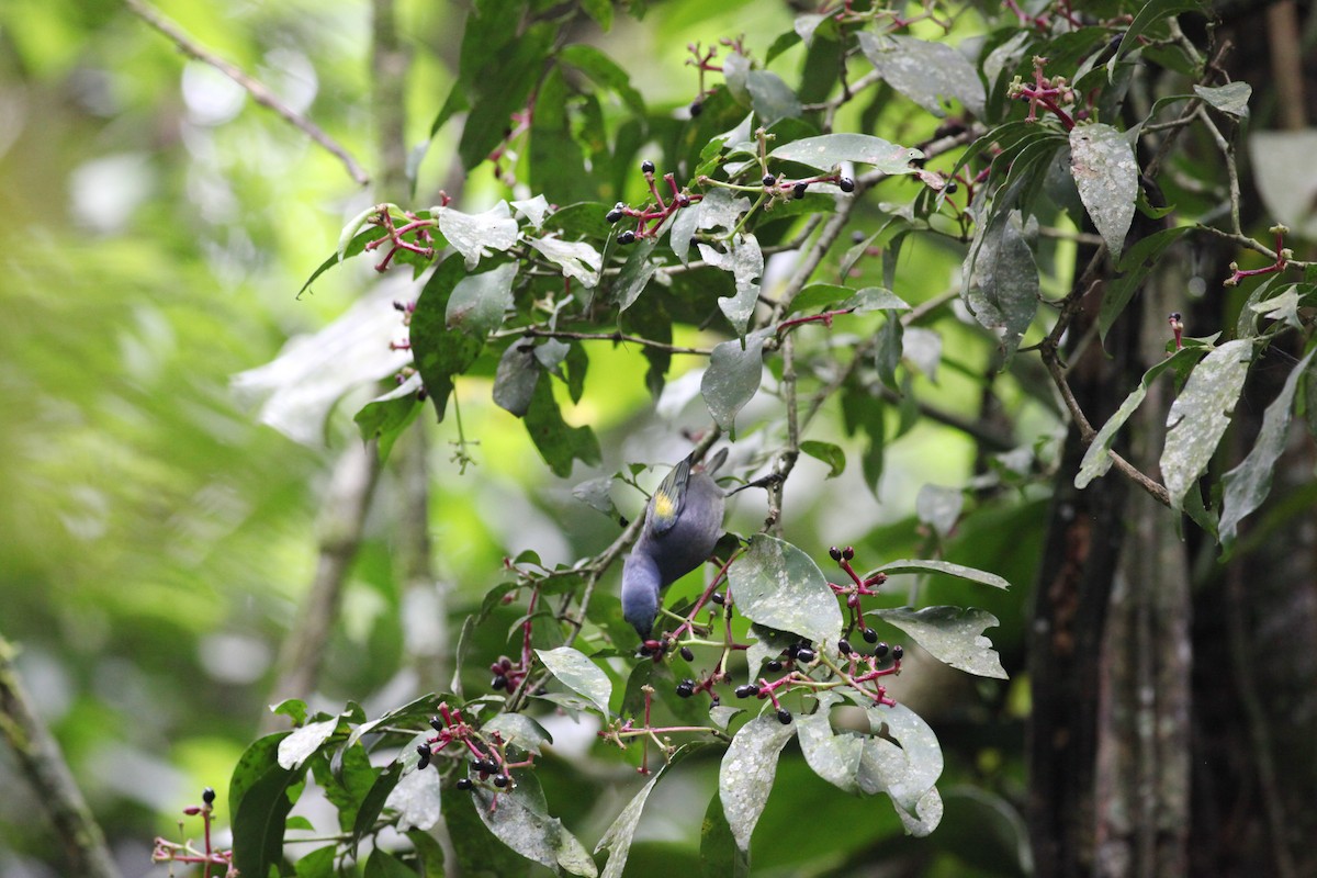 Golden-chevroned Tanager - ML38066811