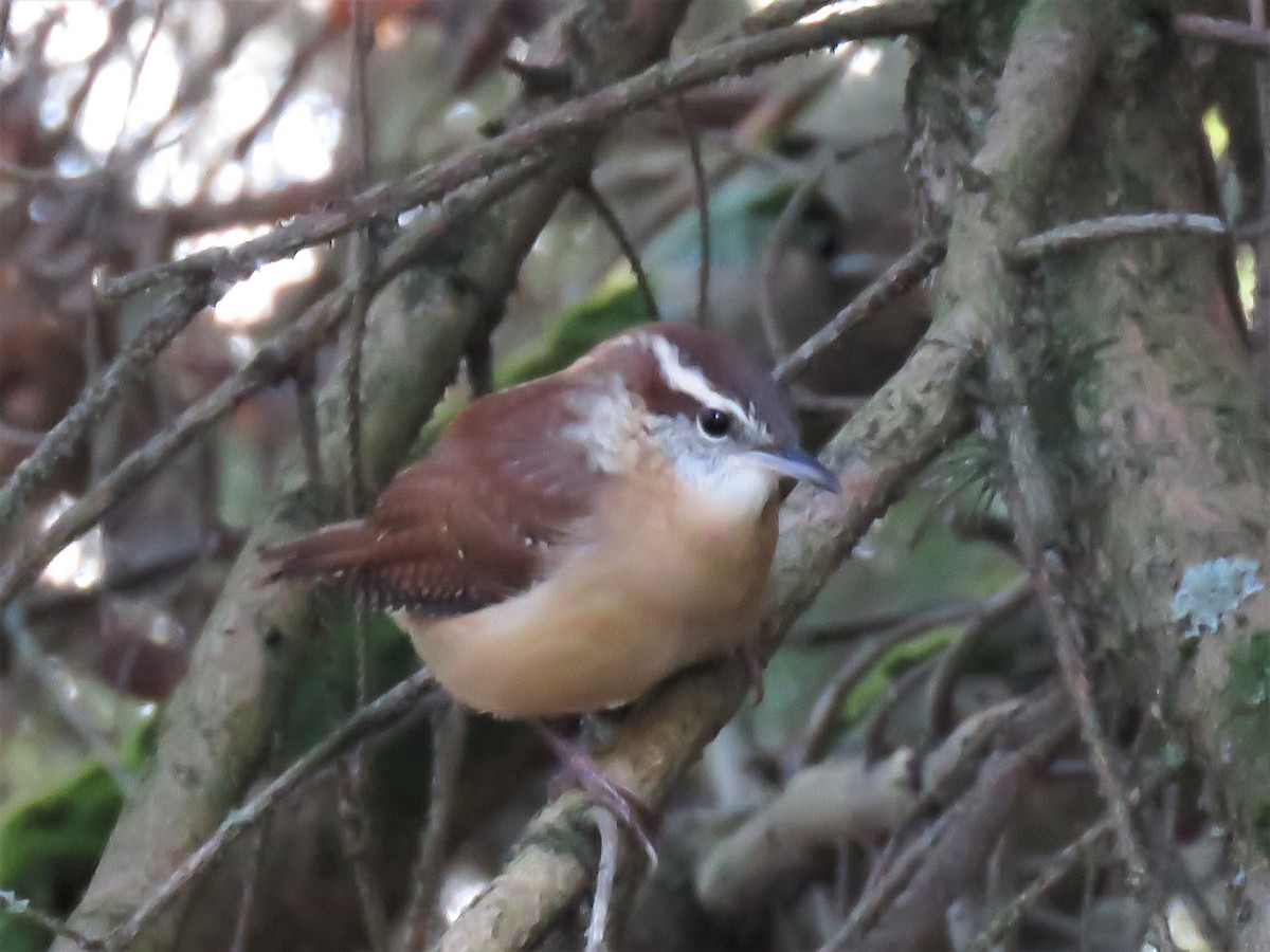 Carolina Wren - ML380668761