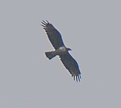 Águila Perdicera - ML380670991