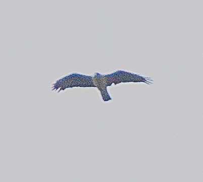 Águila Perdicera - ML380671001