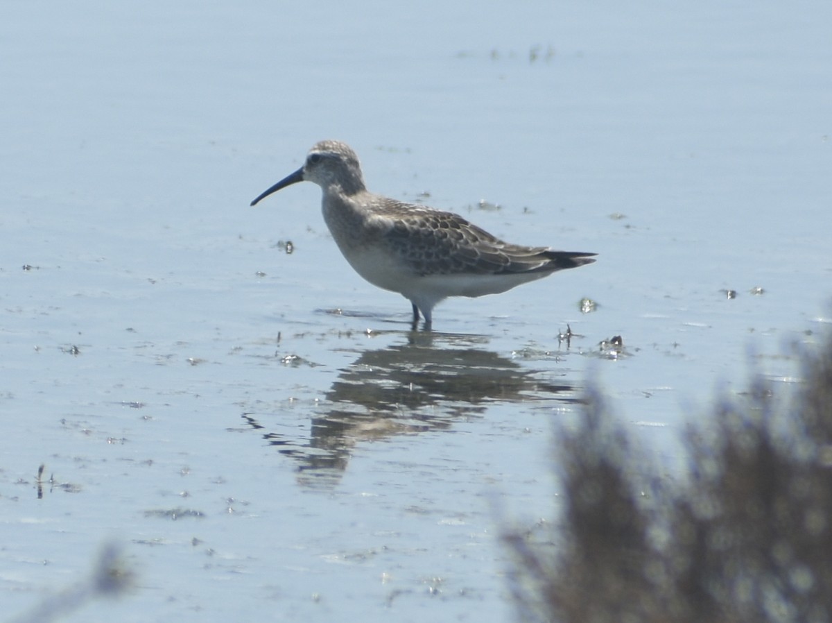 Sichelstrandläufer - ML380672131