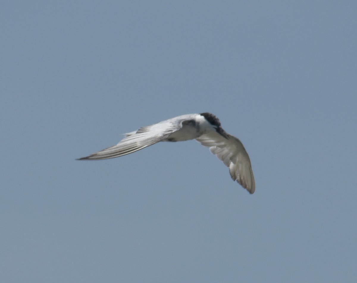 Whiskered Tern - ML380672521