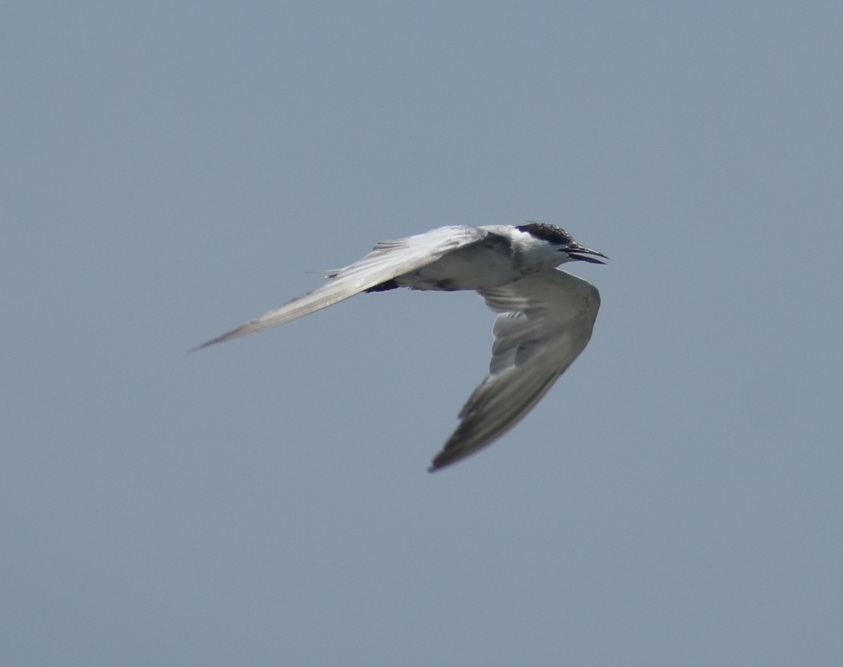 Whiskered Tern - ML380672551