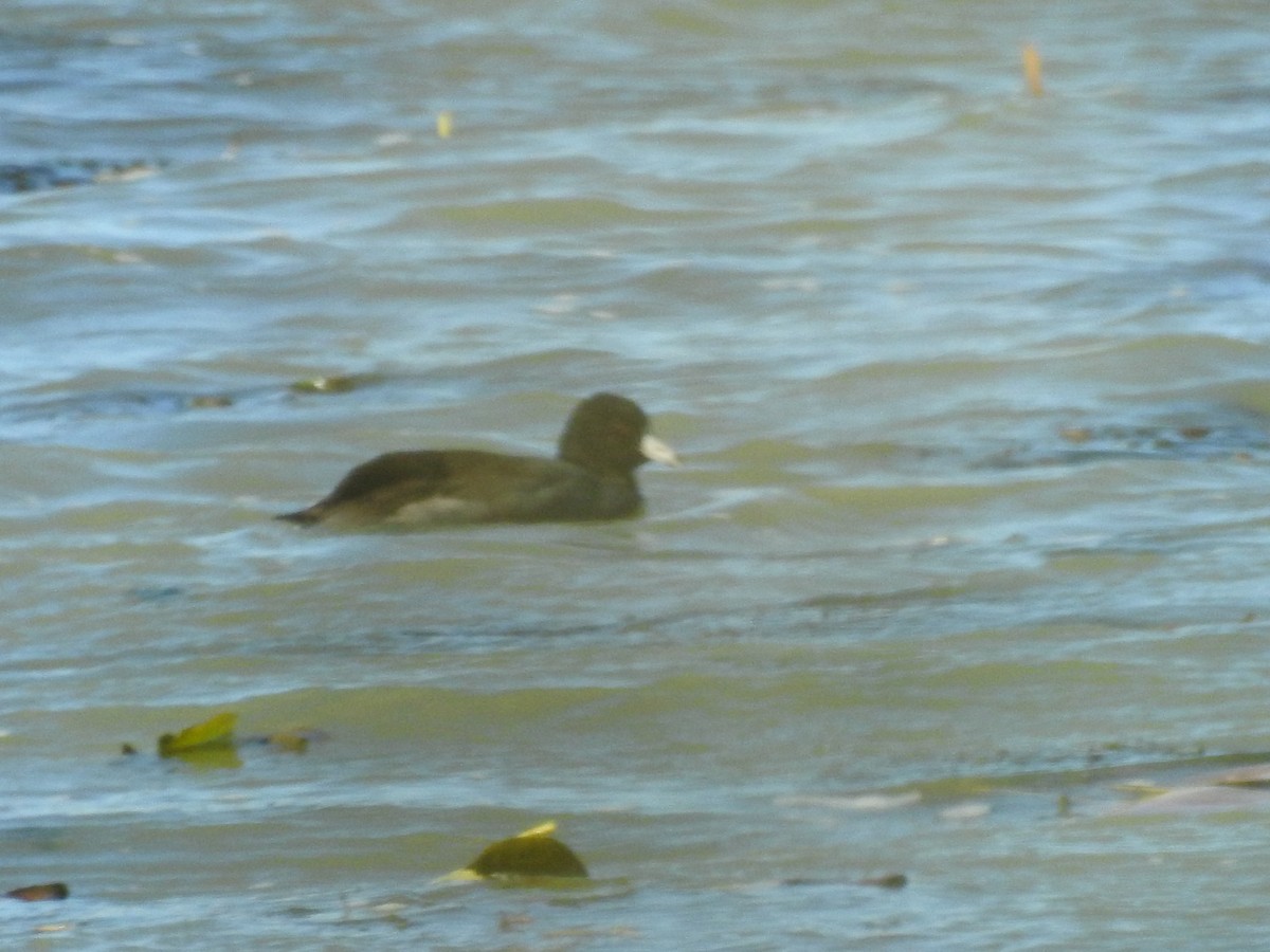 American Coot - ML38067551