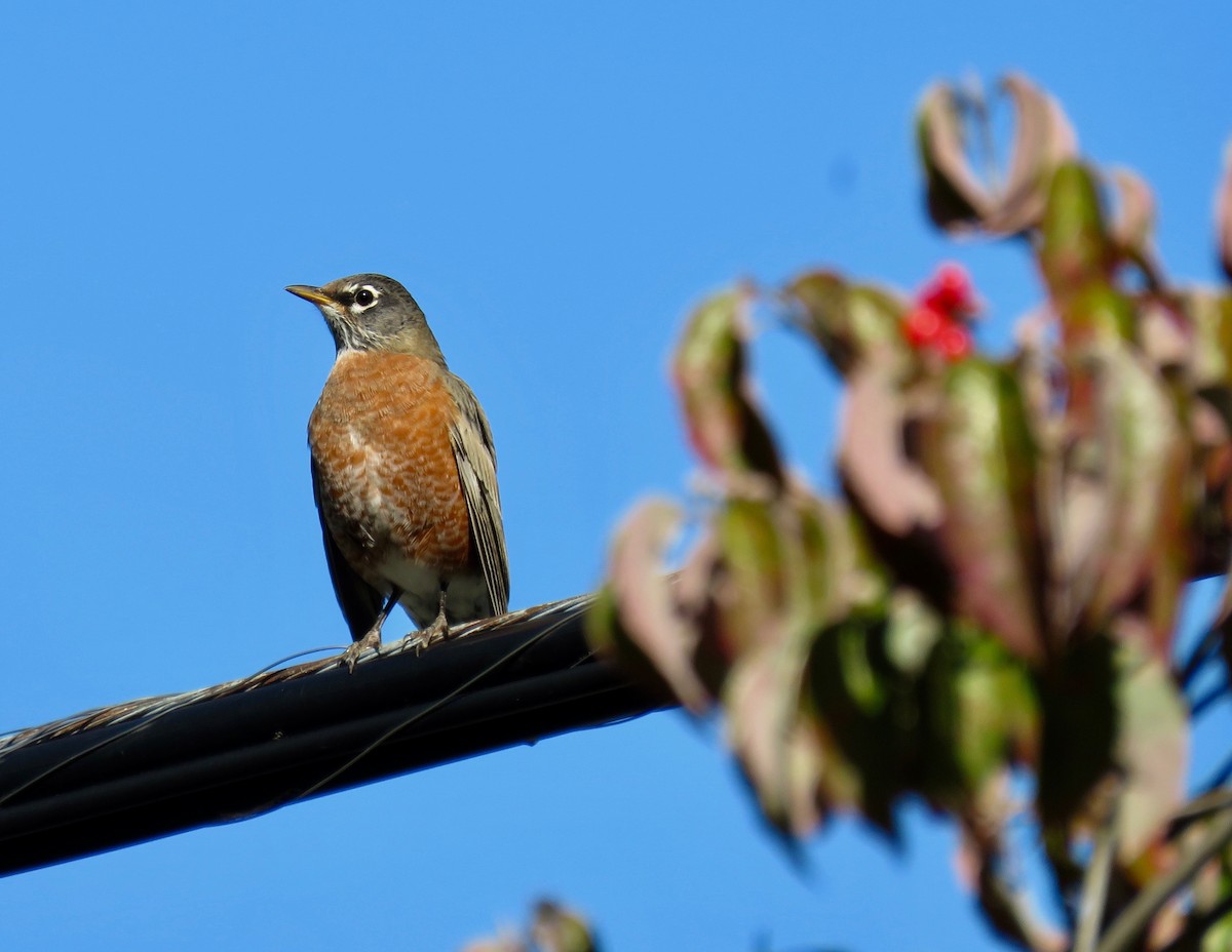 American Robin - ML380676001