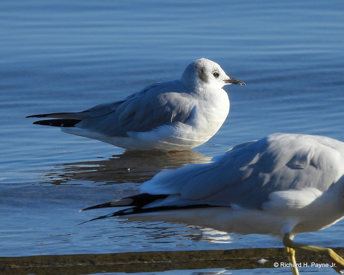 Bonaparte's Gull - Richard Payne