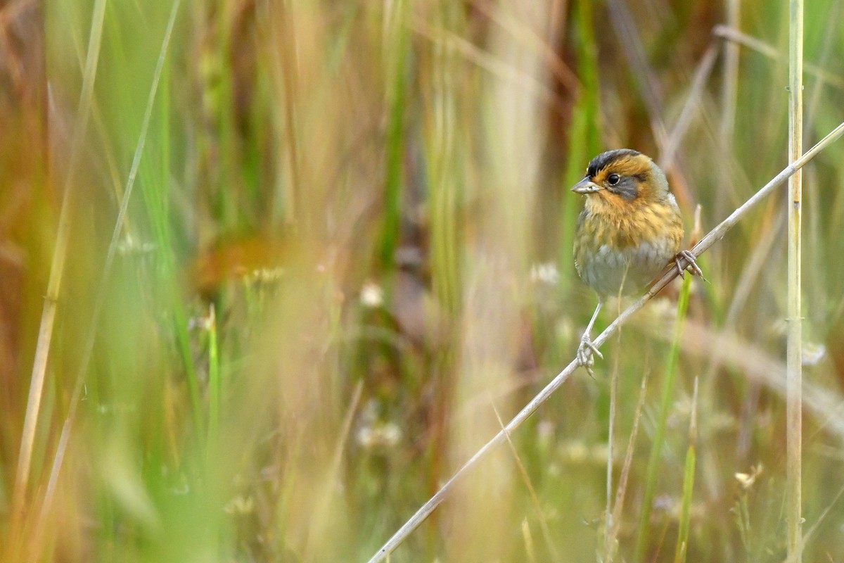 Nelson's Sparrow (Interior) - ML380677191