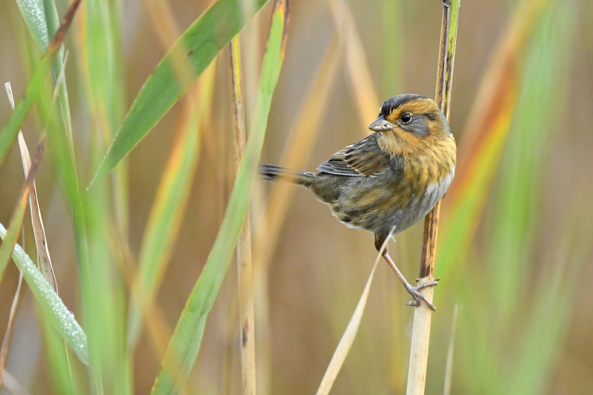 Nelson's Sparrow (Interior) - ML380677201