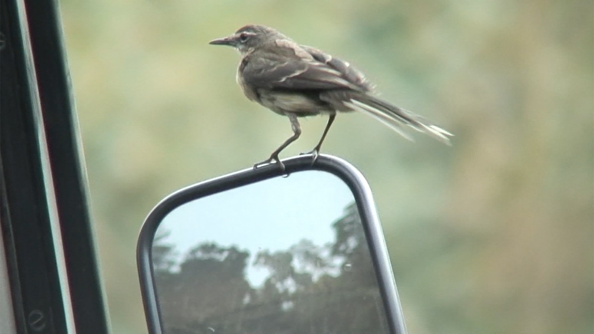 Cape Wagtail - ML380677271