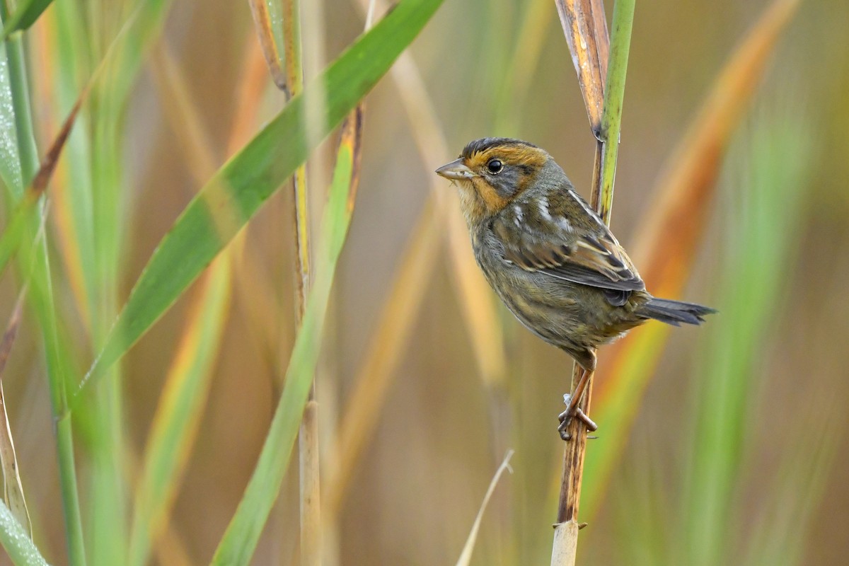 Nelson's Sparrow (Interior) - ML380677371