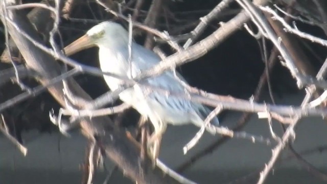 Little Heron - ML380677711