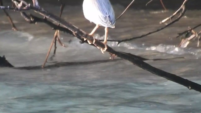 Striated Heron - ML380677741