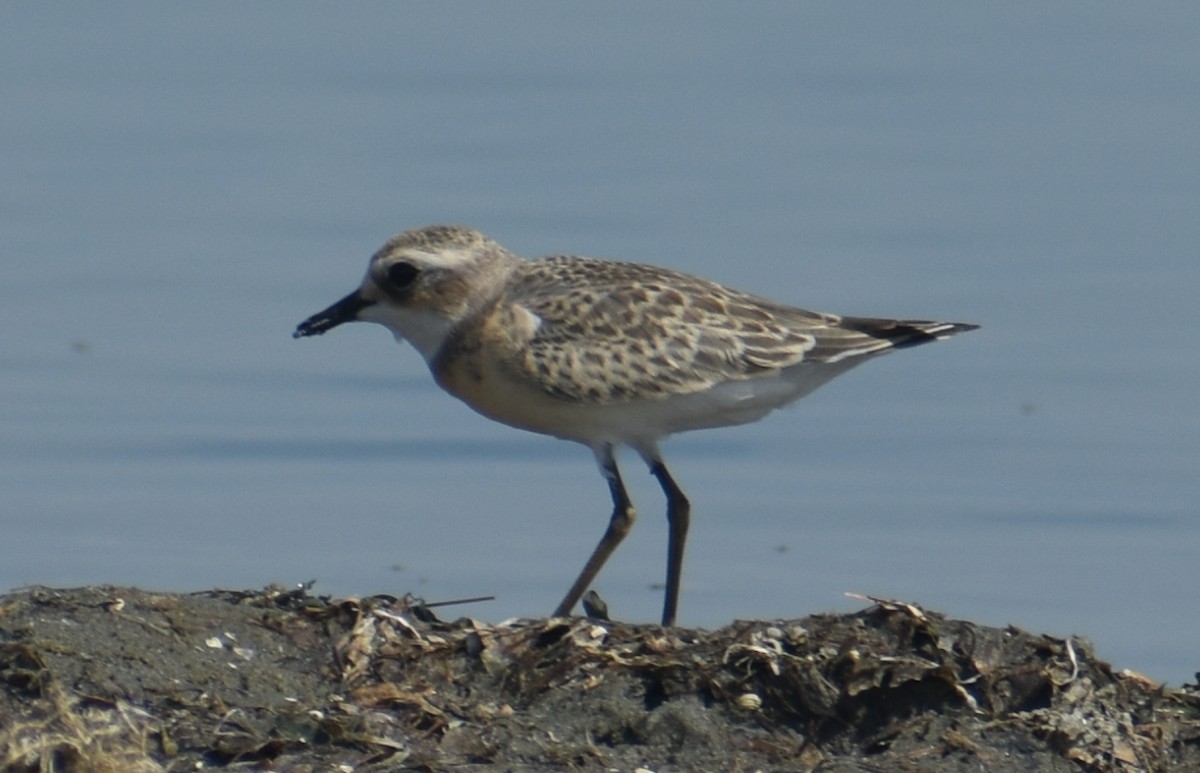 Greater Sand-Plover - Angeline Mano M