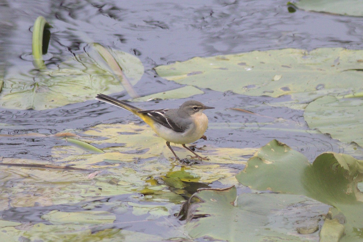 Gray Wagtail - ML380678711