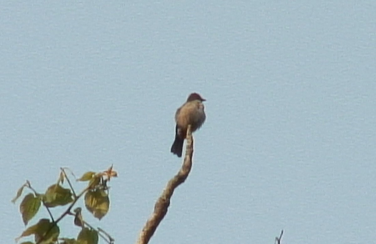 Chapin's Flycatcher (Chapin's) - Josep del Hoyo