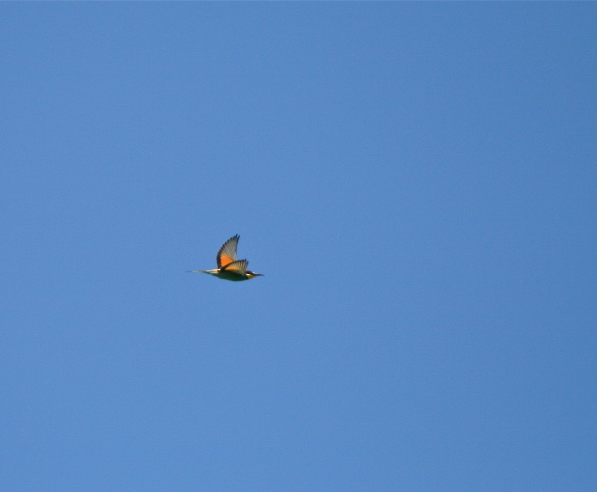 European Bee-eater - ML38067931