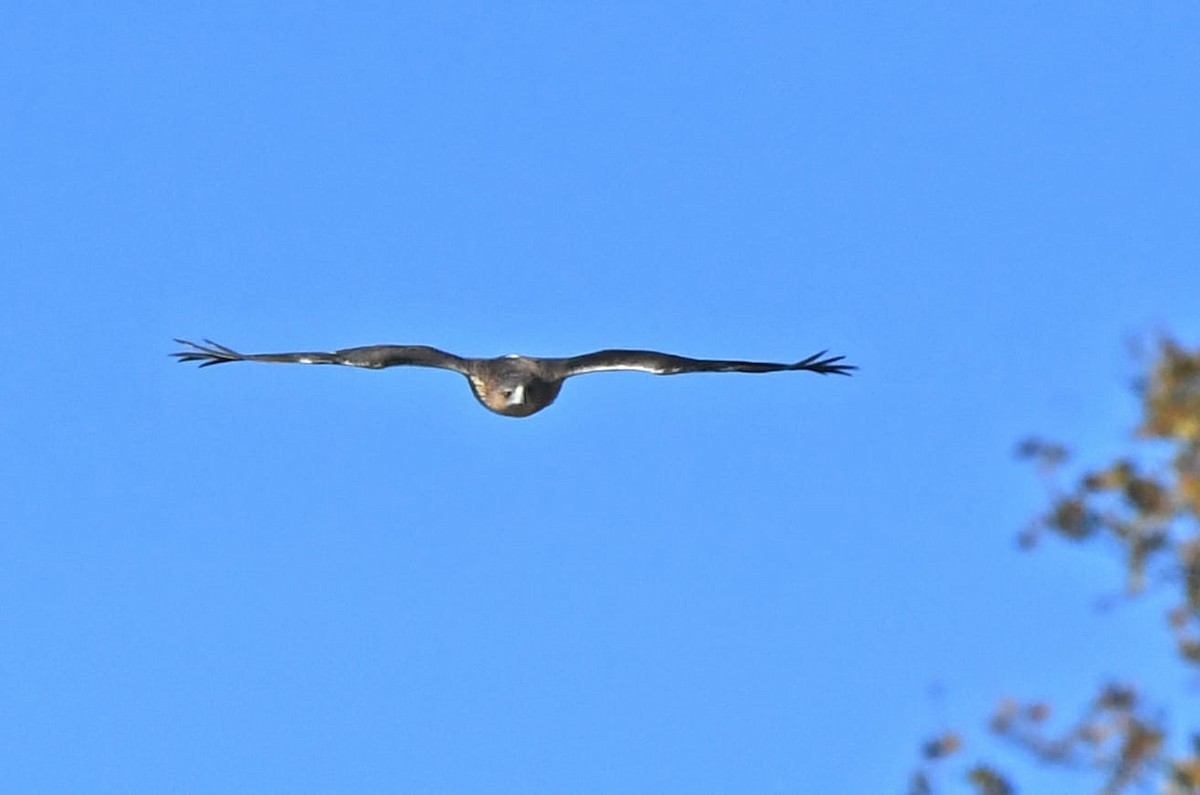 Águila Perdicera - ML380681131