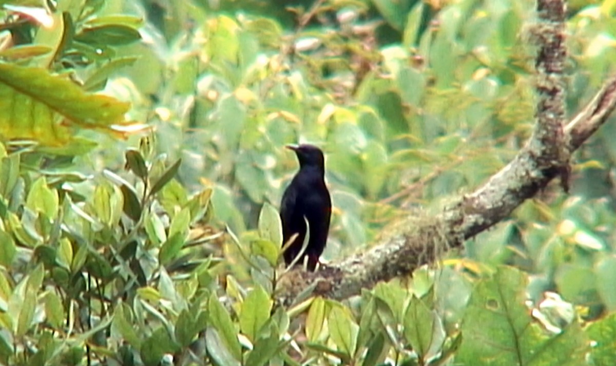 Waller's Starling (Albertine) - ML380681151