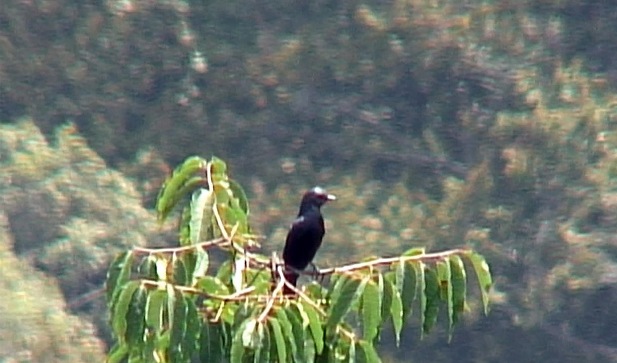 Waller's Starling (Albertine) - ML380681161