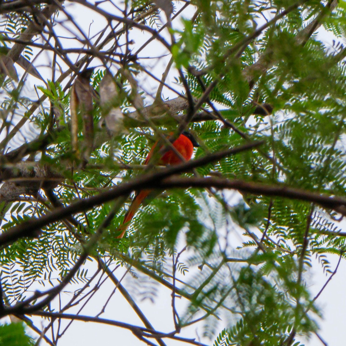 Long-tailed Minivet - ML380681861