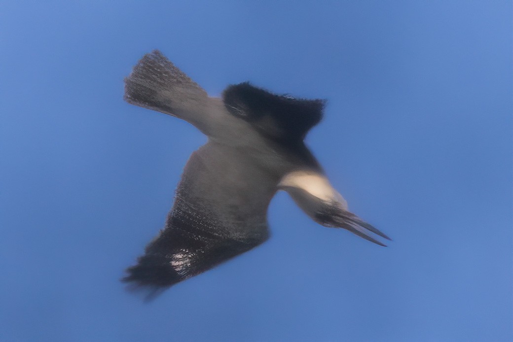 Belted Kingfisher - ML380682241