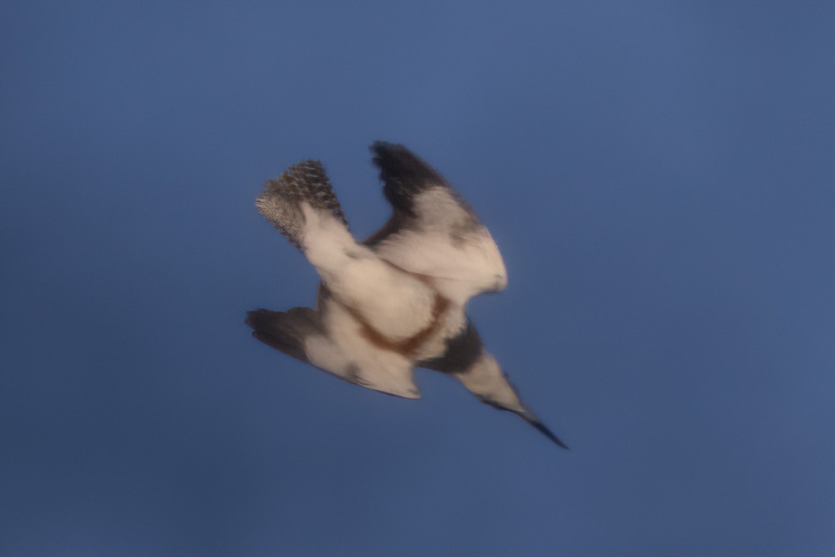 Belted Kingfisher - ML380682281