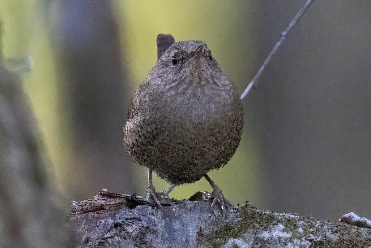 Winter Wren - ML380682421