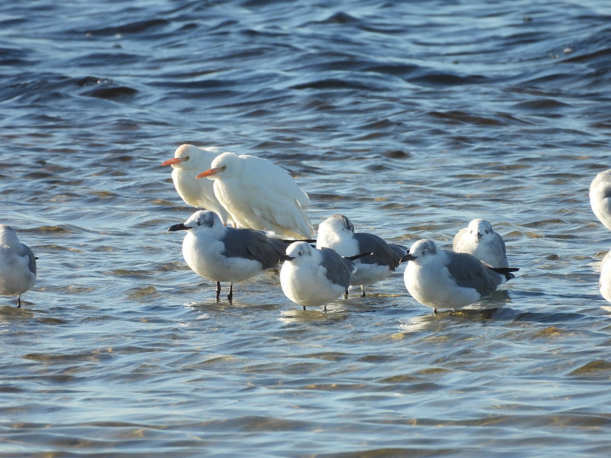 Western Cattle Egret - John  Paalvast