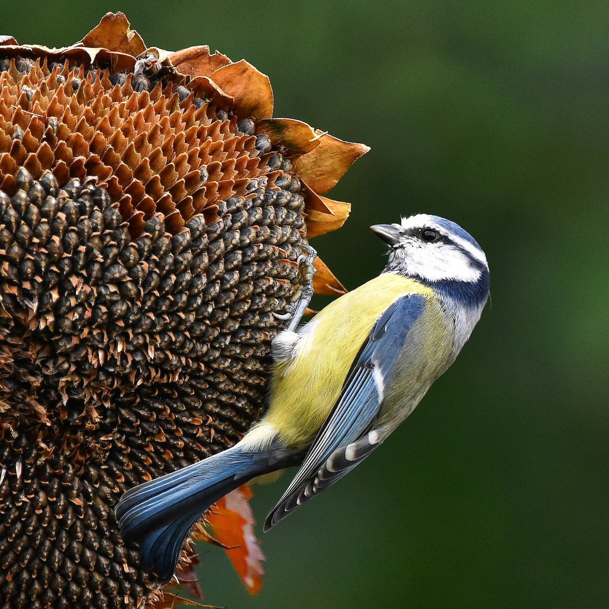 Eurasian Blue Tit - ML380683271