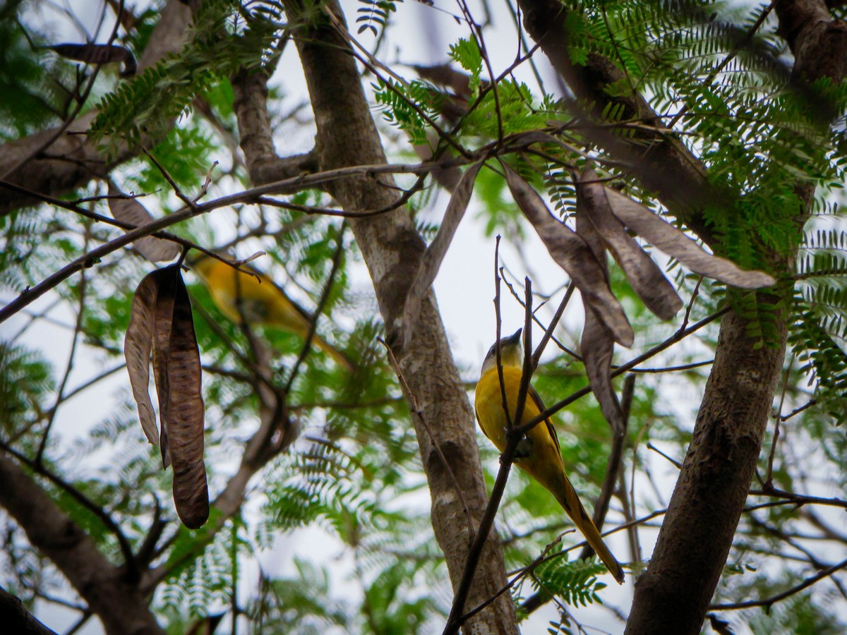 Long-tailed Minivet - Cyril Duran