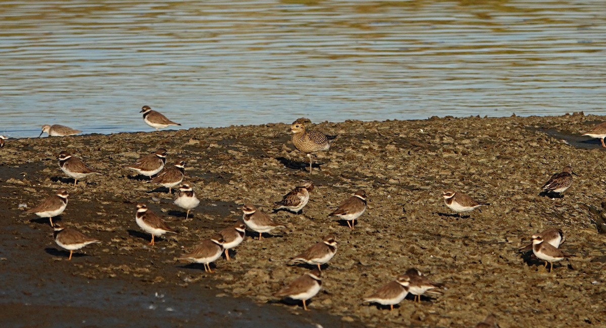 European Golden-Plover - ML380685661