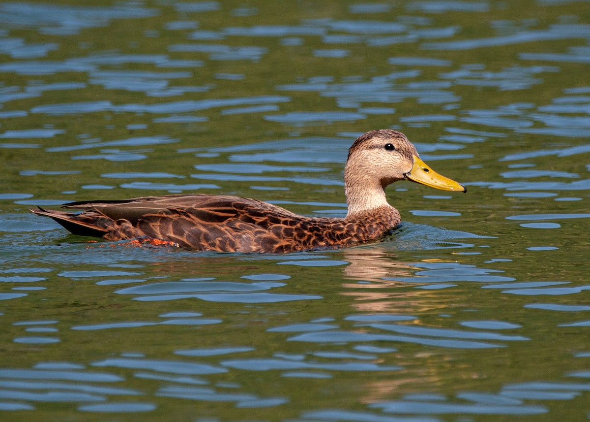 Canard brun - ML380687411